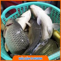 Cá chép giòn tươi sống