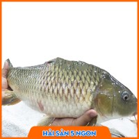 Cá chép giòn tươi sống