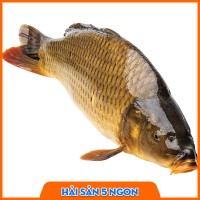 Cá chép giòn tươi sống