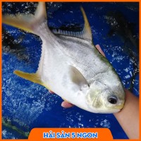 Cá chim trắng tươi sống