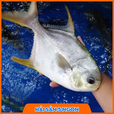 Cá chim trắng tươi sống