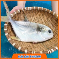 Cá chim trắng tươi sống