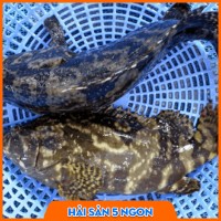 Cá mú sống