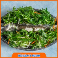 Cá mú sống