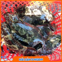 Cá mú sống