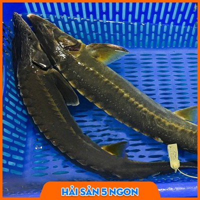 Cá tầm sống