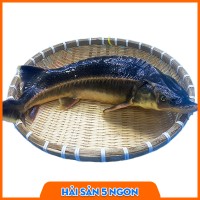 Cá tầm sống