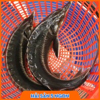 Cá tầm sống