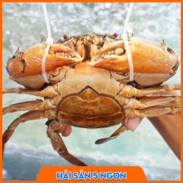 Cua gạch thiên nhiên sống