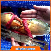 Cua thịt Cà Mau