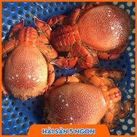 Cua huỳnh đế sống