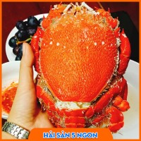 Cua huỳnh đế sống