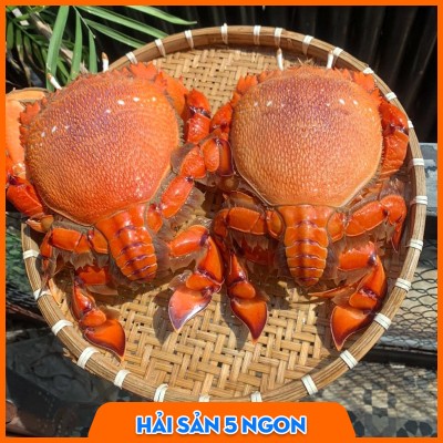 Cua huỳnh đế sống