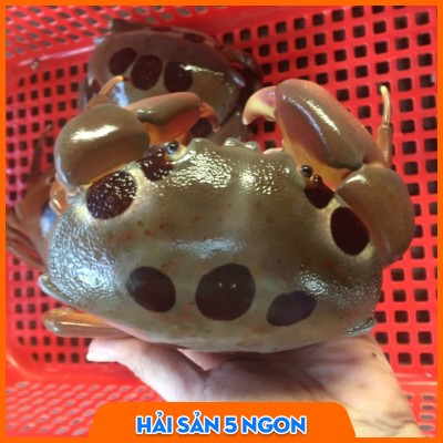 Cua mặt trăng sống