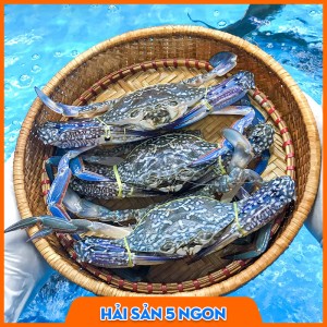 Ghẹ xanh sống
