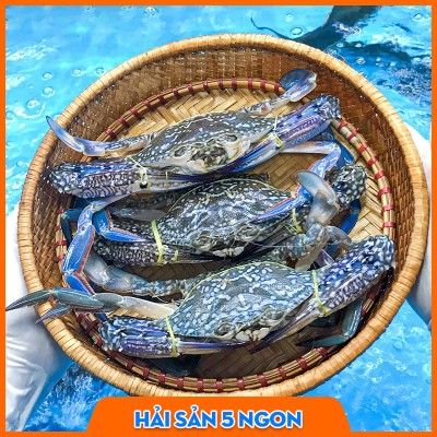 Ghẹ xanh sống