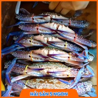 Ghẹ xanh sống