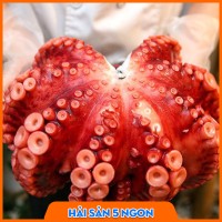 Bạch tuột Nhật