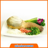Ốc vòi voi