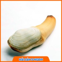 Ốc vòi voi