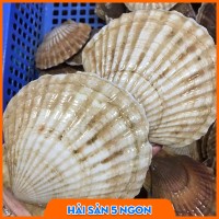 Sò điệp Nhật