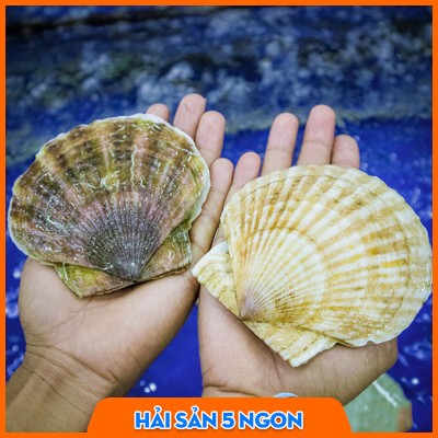 Sò điệp Nhật