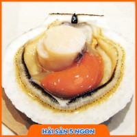 Sò điệp Nhật
