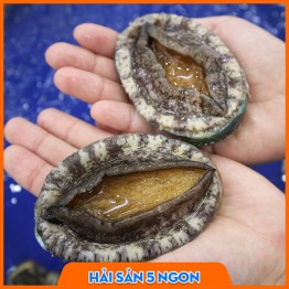 Bào ngư sống
