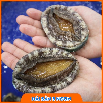 Bào ngư sống