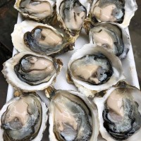 Hàu sữa miền Trung
