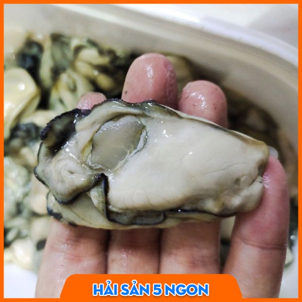 Hàu sữa