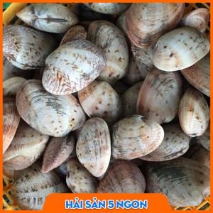Ngao 2 cồi size nhỏ