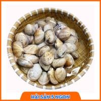 Ngao 2 cồi size nhỏ