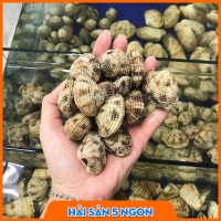 Ngao sần sống