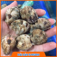 Ngao sần sống
