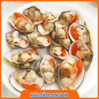 Ngao sần sống