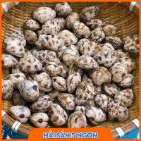 Ngao sần sống