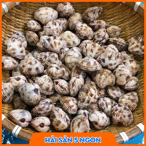Ngao sần sống