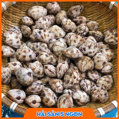 Ngao sần sống