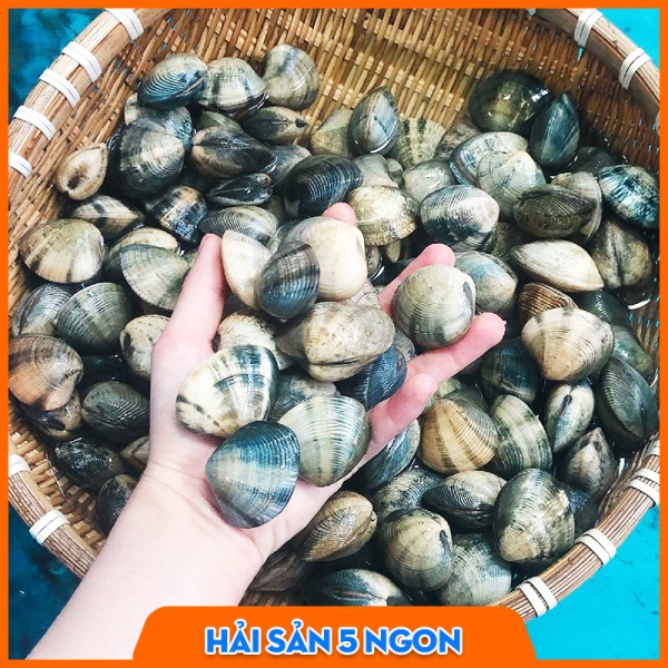 Nghêu xanh sống