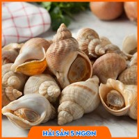 Ốc Bulot sống 