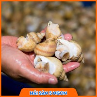 Ốc Bulot sống 