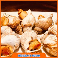 Ốc Bulot sống 
