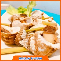 Ốc Bulot sống 