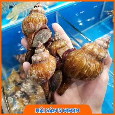 Ốc đỏ sống