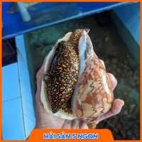Ốc giác đen sống