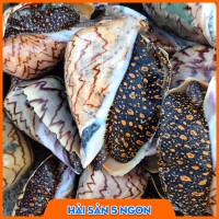 Ốc giác đen sống