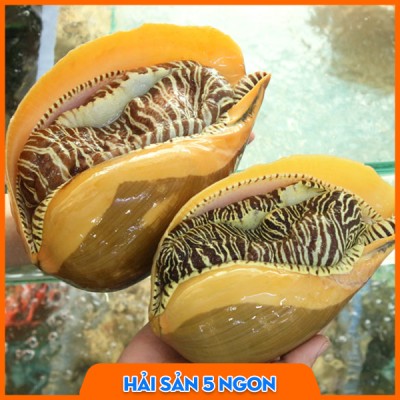 Ốc giác vàng sống