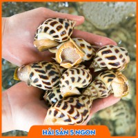 Ốc hương sống