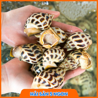 Ốc hương sống